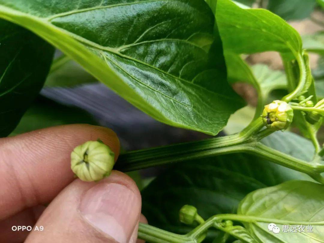 辣椒畸形花发生的原因及其预防