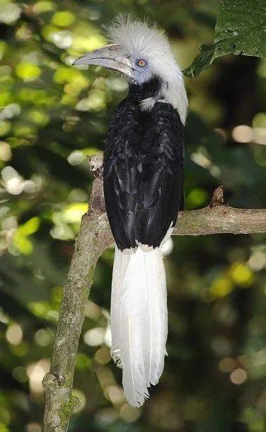 物种图册-白冠犀鸟