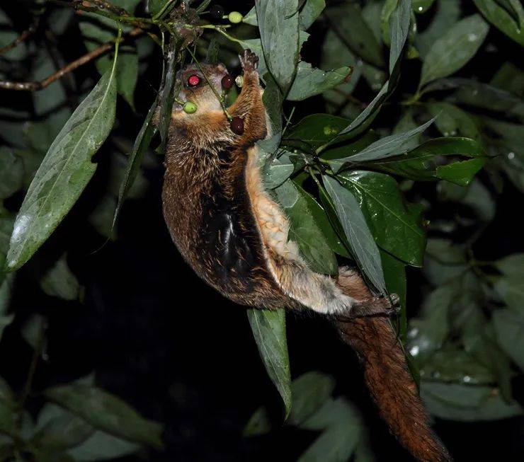 正在取食披针叶楠的毛耳飞鼠 08顾伯健版纳植物园拥有稳定的毛耳