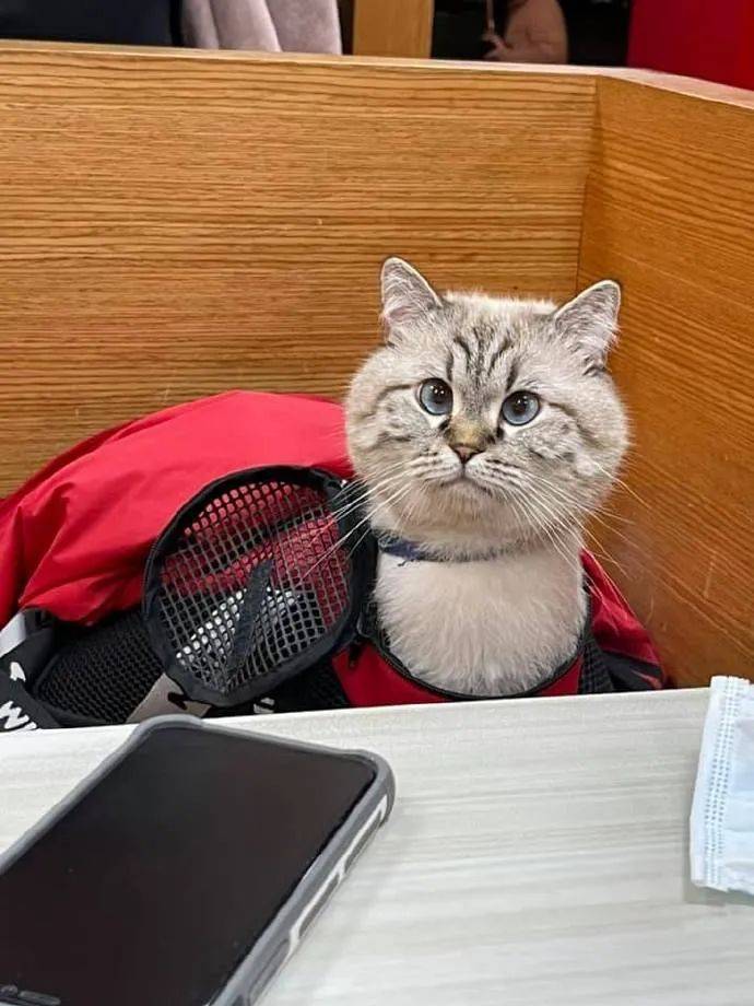 带猫咪出来玩,第一次发现猫咪脖子这么长