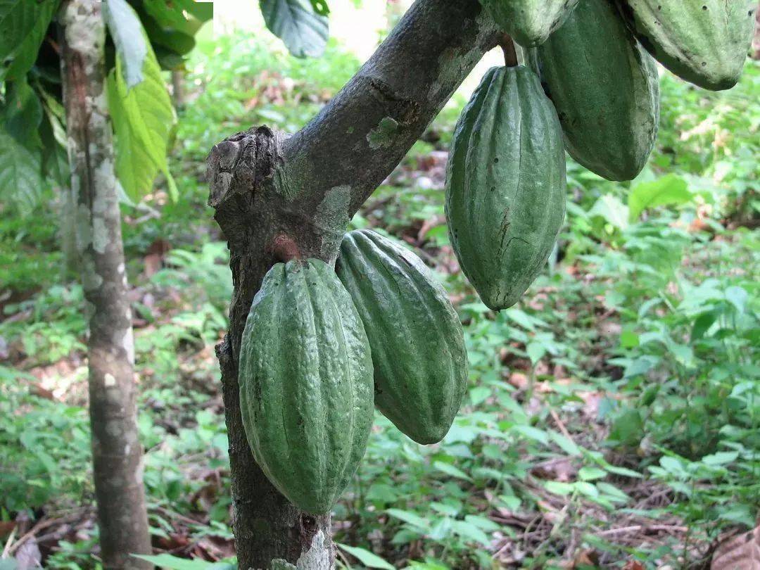 可可豆真的不来点吗hot助力矿山居民发展社区经济