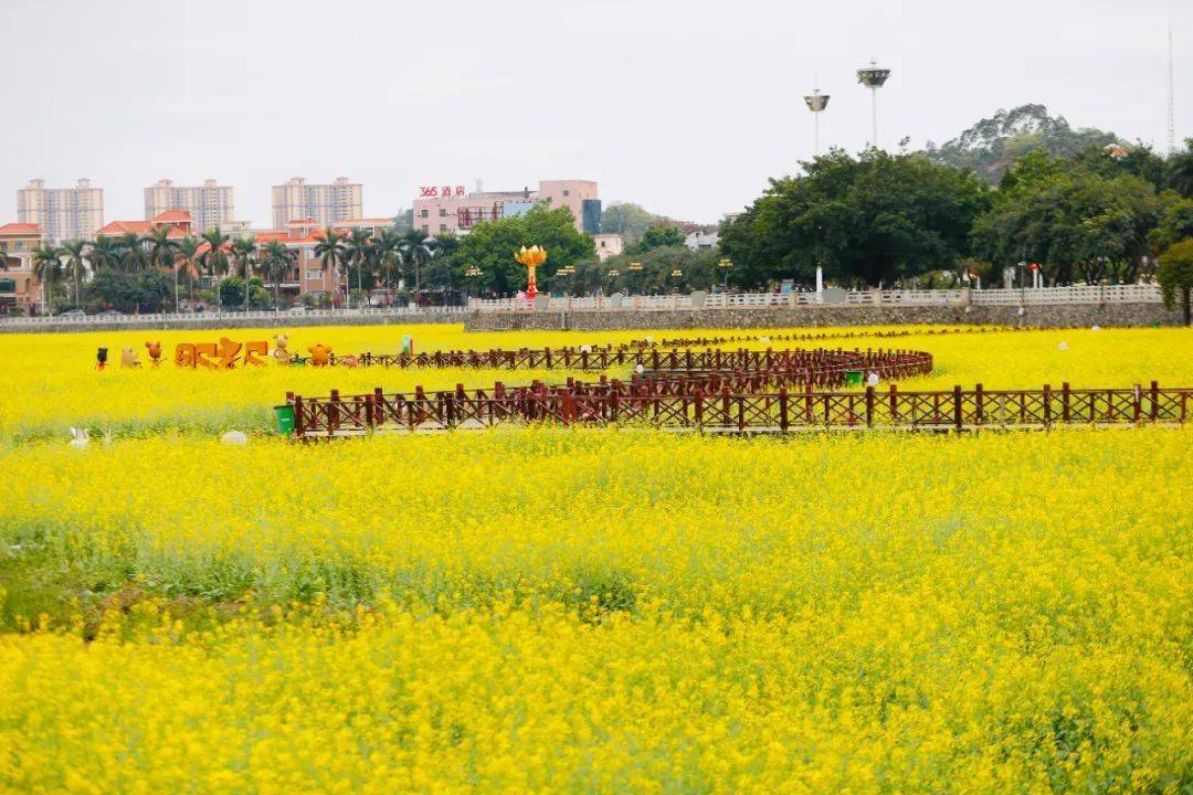 东莞油菜花景点图片