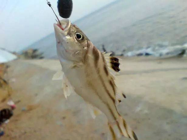 這魚沿海地區叫它花身雞魚體側有3條成弓狀的黑色縱帶