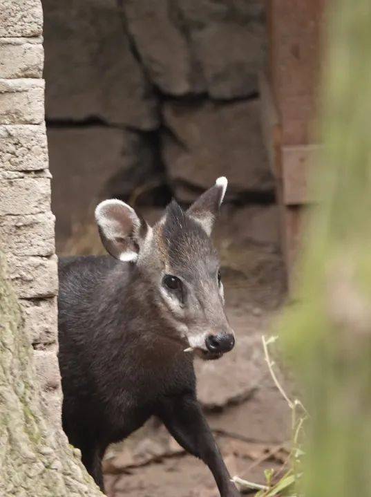 【云游园】青面獠牙的小萌萌,你能想象吗?