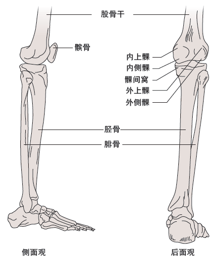 人的膝盖骨骼结构图图片