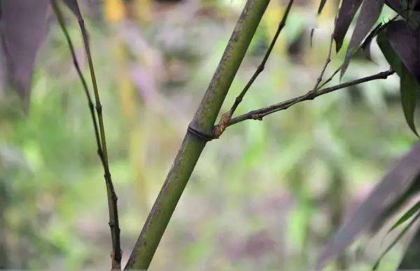 (竹种类)鬼角竹