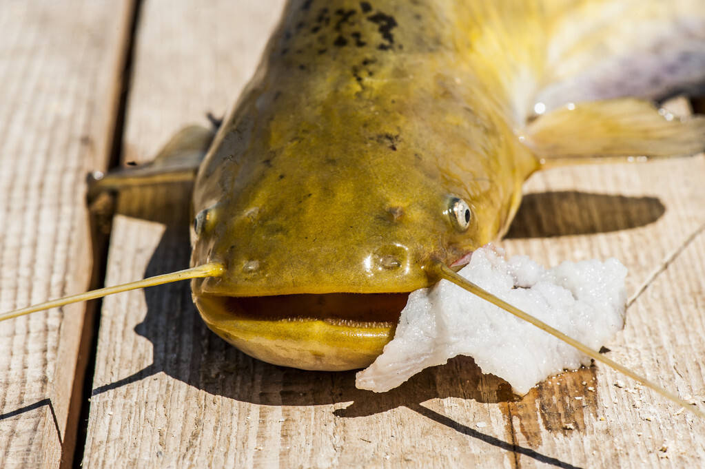 这种淡水鱼因为"肮脏",经常被人误解,肉质却营养鲜嫩,可惜了_鲶鱼