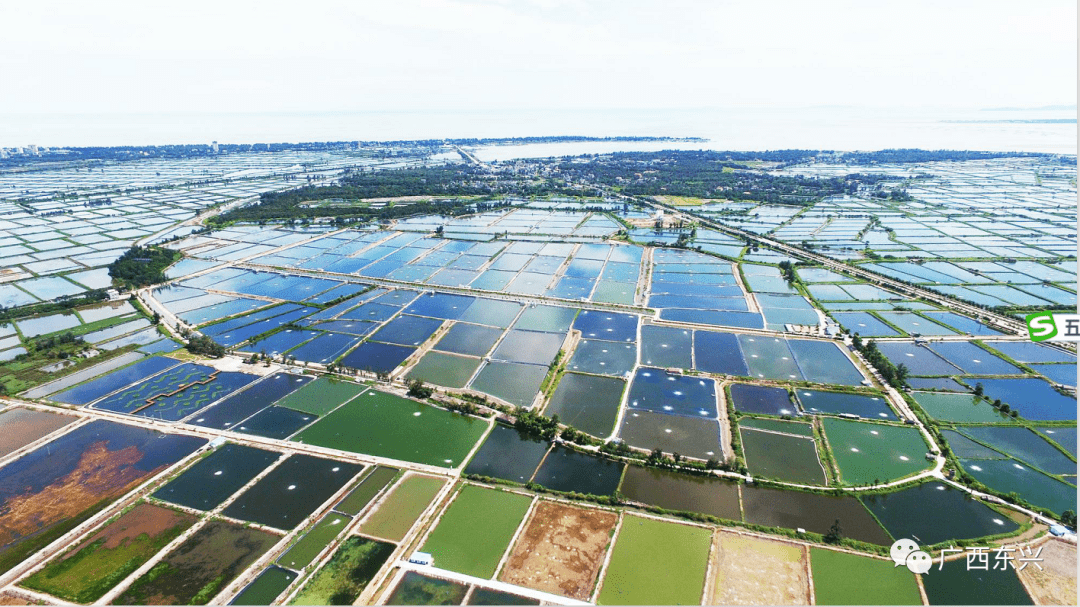 年开展国家级渔业健康养殖示范县创建活动以来,东兴立足独特的区位