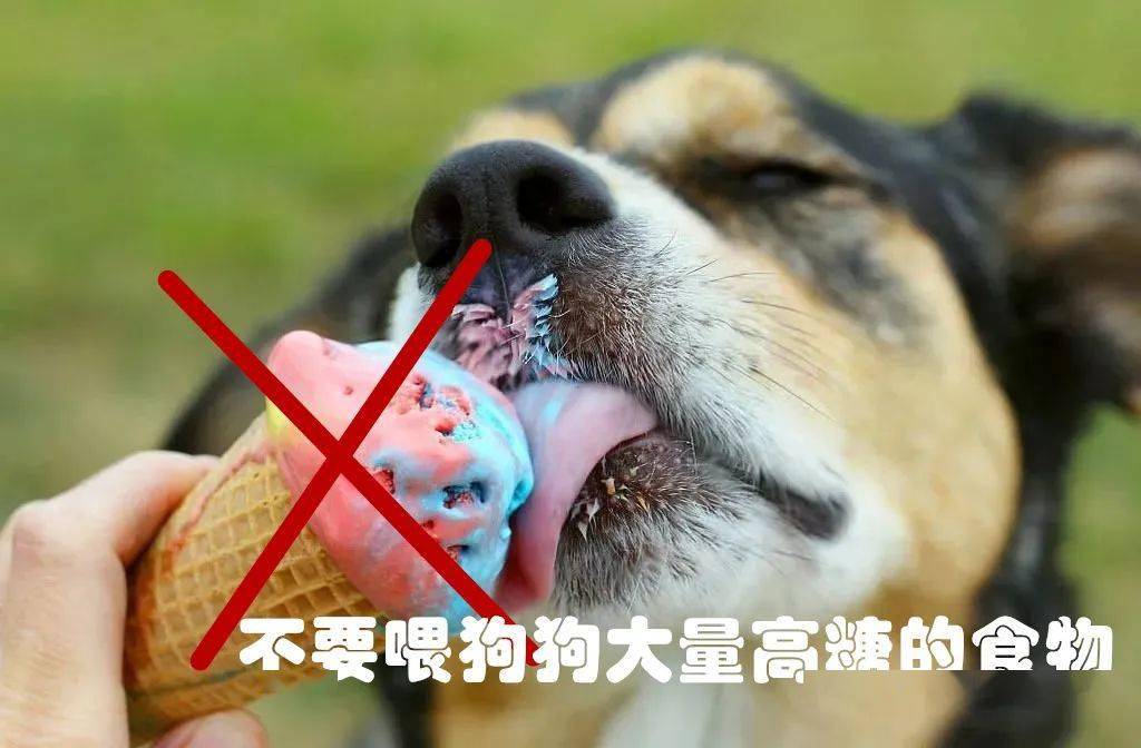 狗狗的绝命毒药木糖醇