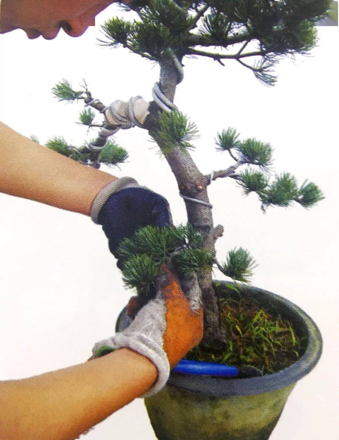野生松树盆景制作方法图片