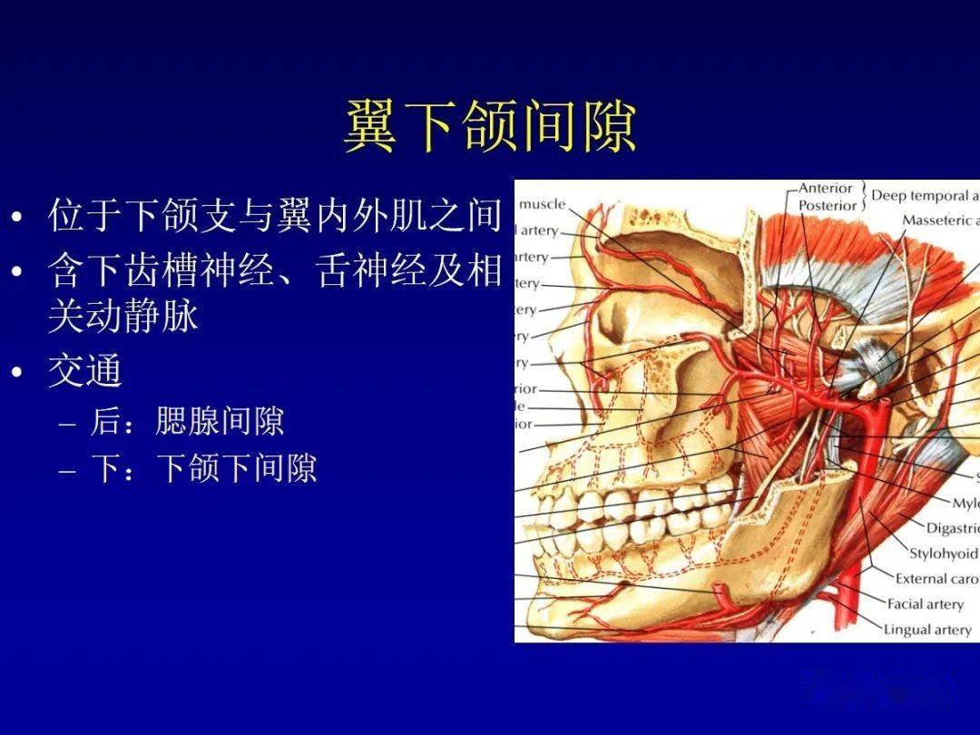 咀嚼肌间隙肿瘤侵犯翼腭窝,颞窝,中颅窝,眼眶本微信平台属个人公益性