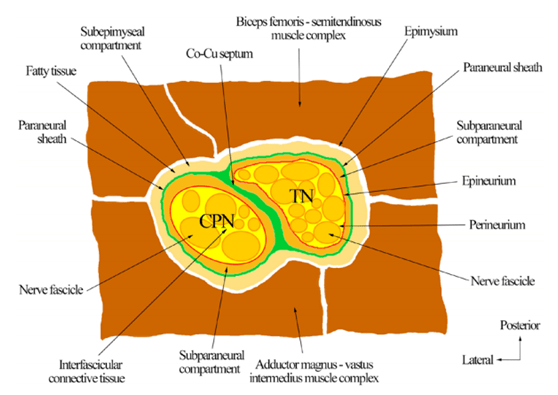 peronealartery图片