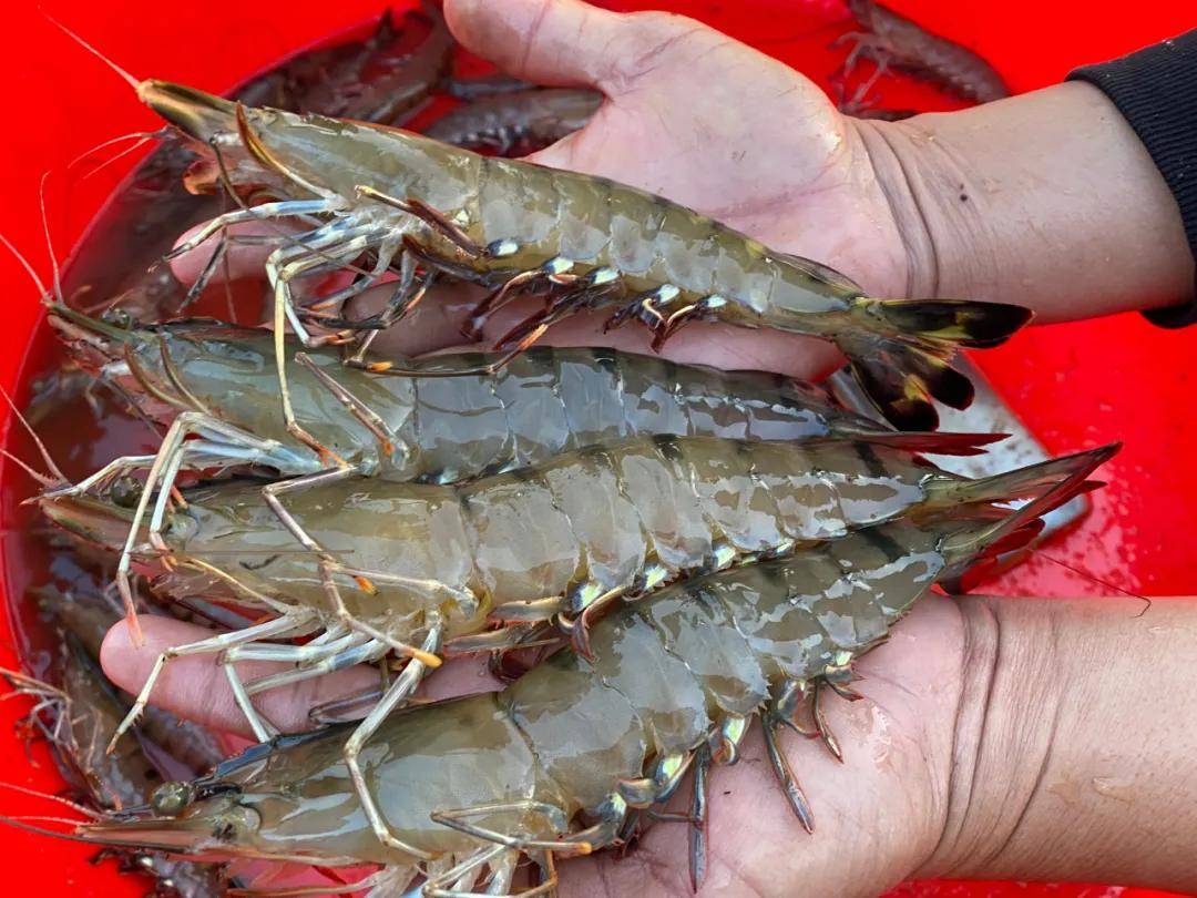 这条虾涨破110元斤海大澳华粤海都盯住了这条虾