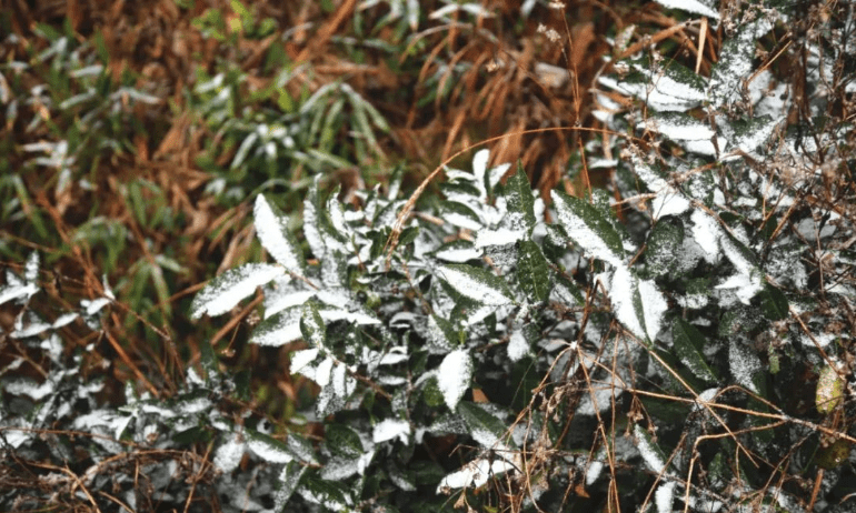 西乡飘雪!2021年蕉城的第一场瑞雪来了