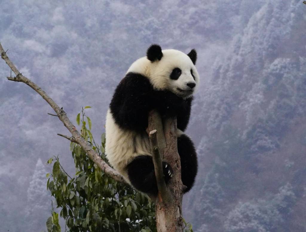 藏龙山熊猫图片