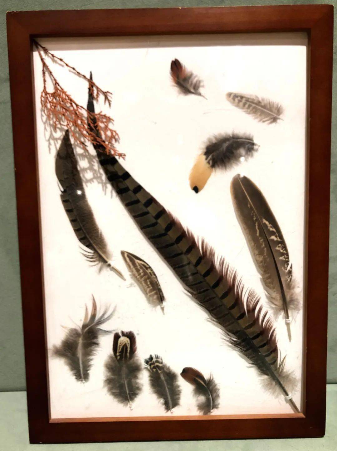 山野拾荒人的年末盘点_羽毛