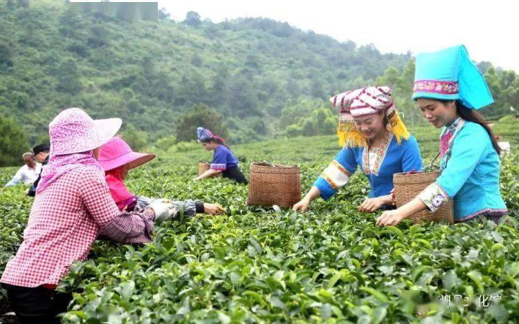 喝茶吗象州古琶茶入选自治区非遗项目可能会