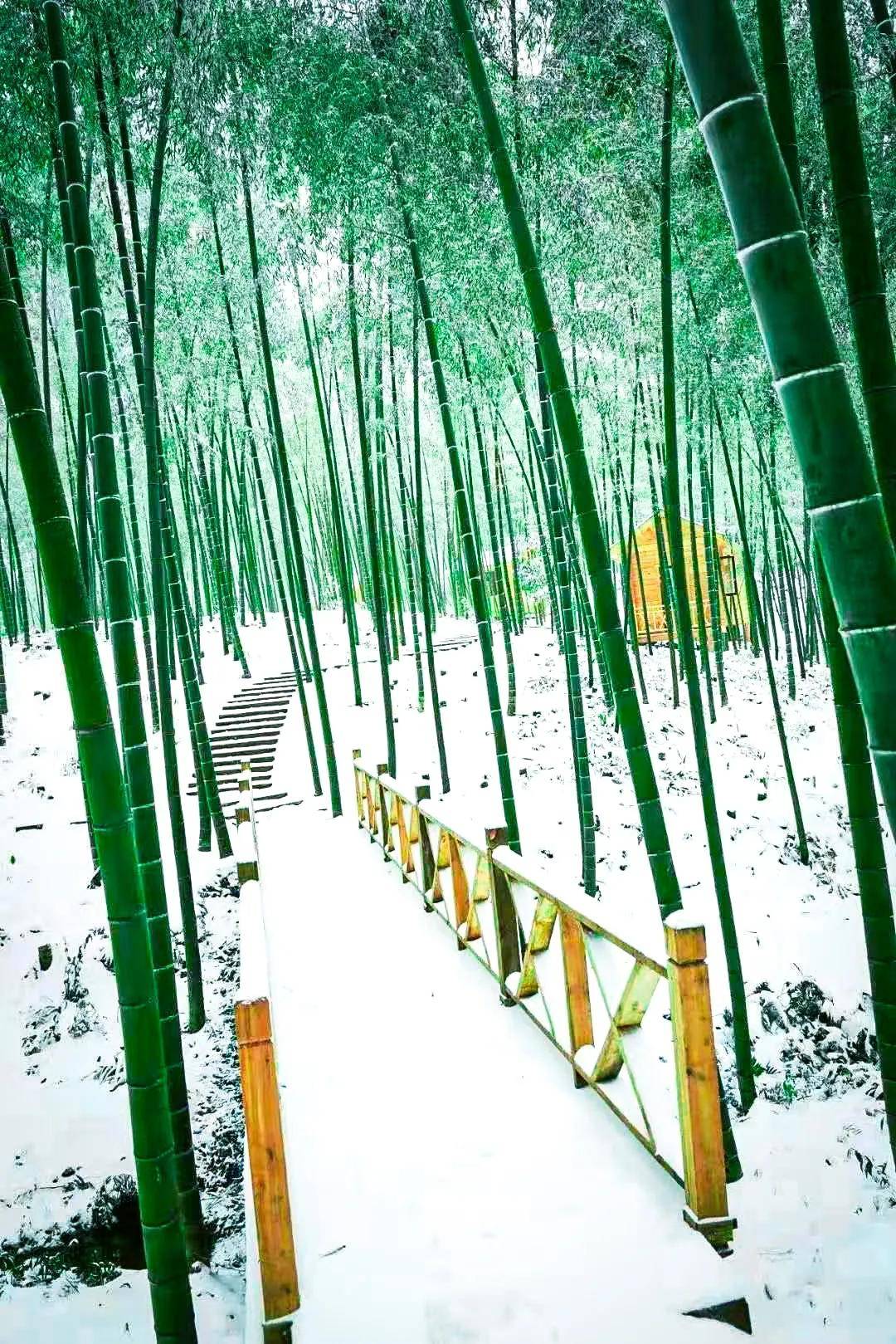 雪后的蜀南竹海景区,避开人潮拥挤,尽享万亩竹海尽染雪的美景_竹林