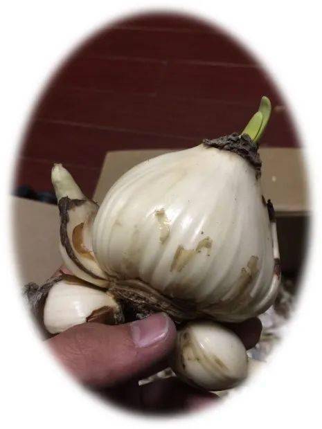 黄浦绿化园艺大讲堂丨水仙鳞茎的雕刻与养护