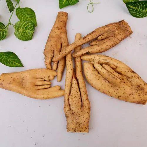 【美丽武穴】陈良:广济佛手山药的由来