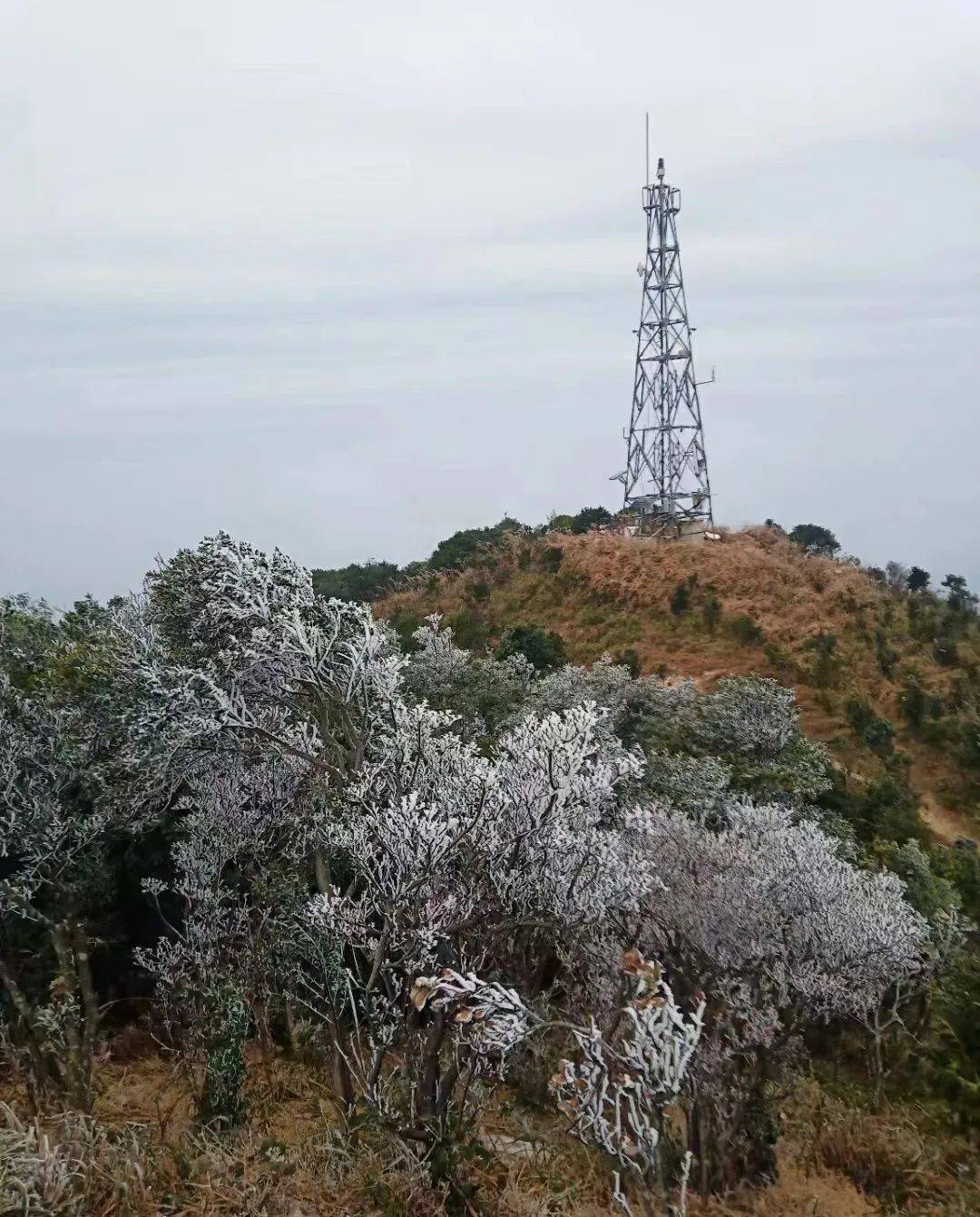 美不胜收大自然造出的银装素裹群山植被冰霜包裹放眼望去将梧桐山装扮