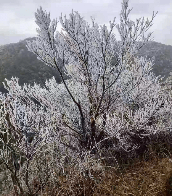 罗浮山下雪图片