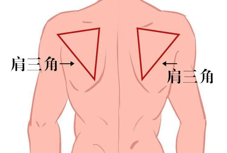 肩胛下角体表标志图片