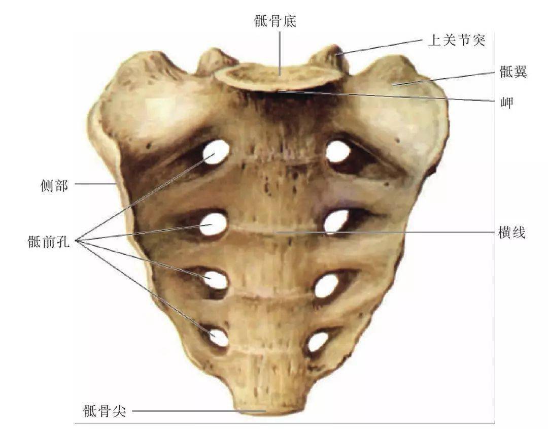 骶椎结构图图片