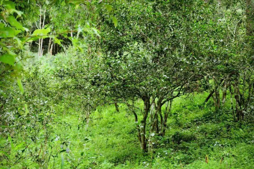 易武专栏易武与古六大茶山上篇