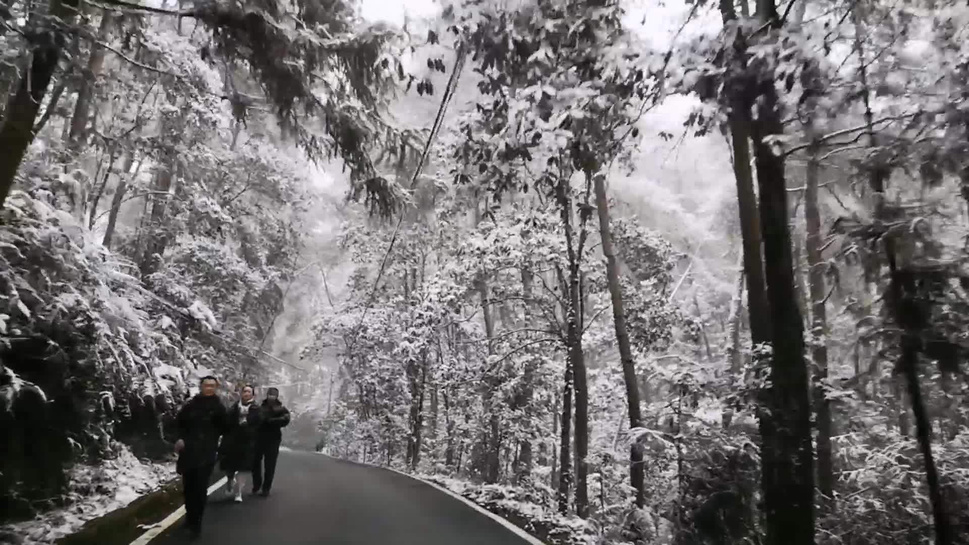 雪景多图|银装素裹的荣县高石梯森林公园 引自贡市民纷至沓来"打卡"