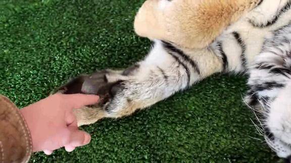 一只困成狗的老虎爪子这么大的肉垫捏着好爽啊