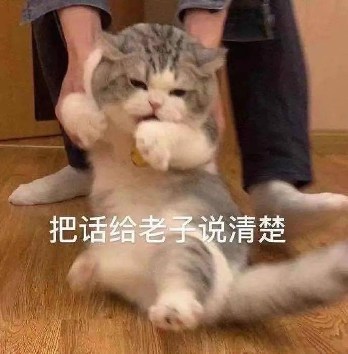 可爱小猫小狗表情包