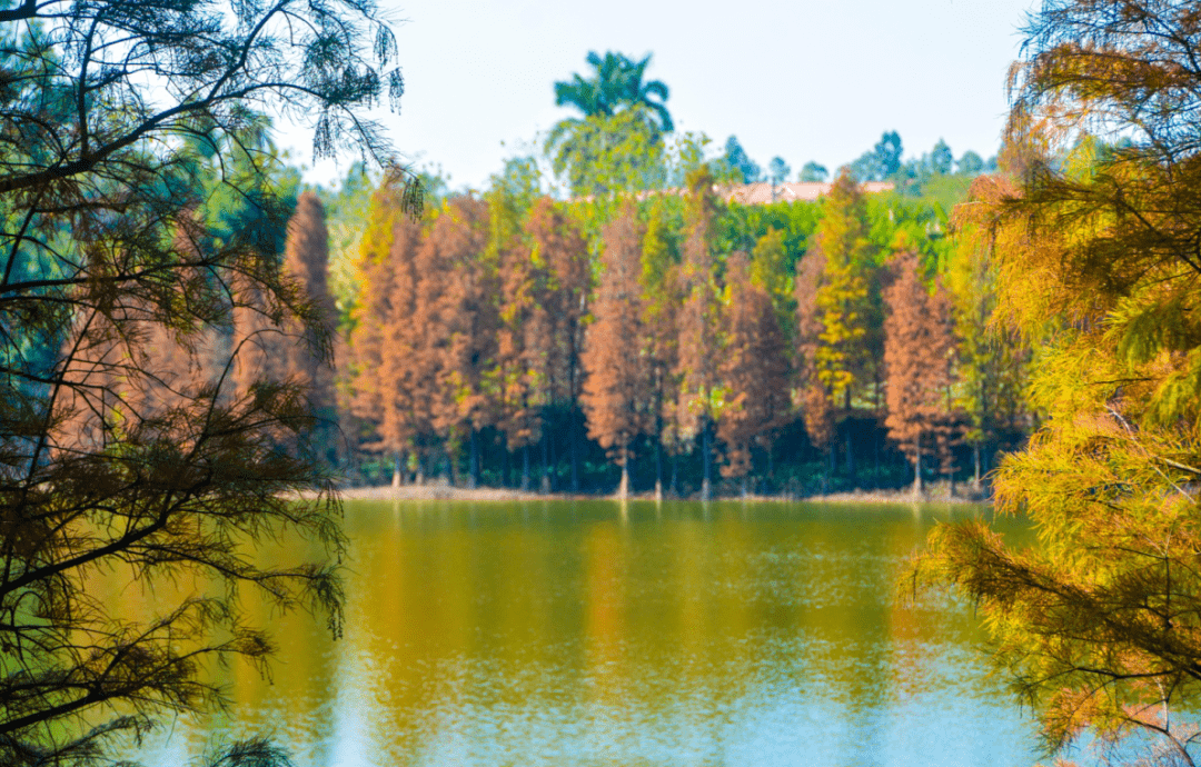 南海区狮山镇东风水库旁趁着近日阳光正好不妨找个闲暇时光来打卡这份