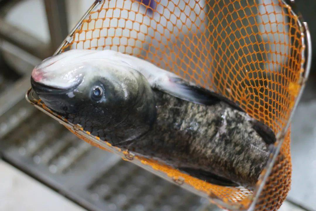 6斤水库大头鱼100鲜甜天冷了就来桂城吃啜鱼火锅送福利