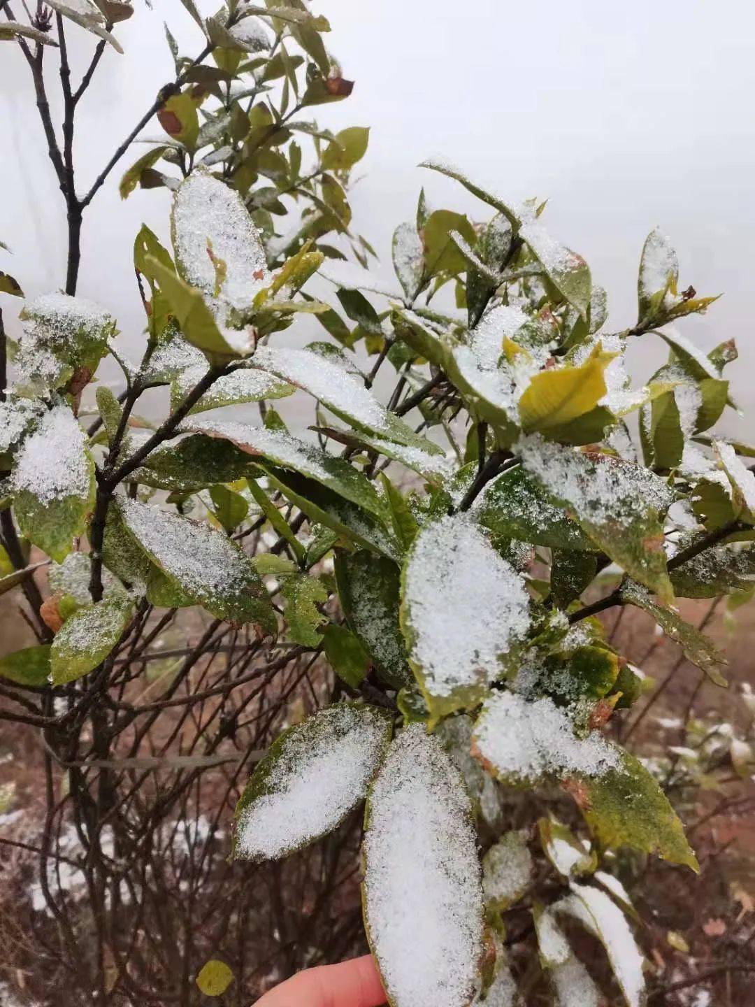 【永川头条】石笋山下雪啦!