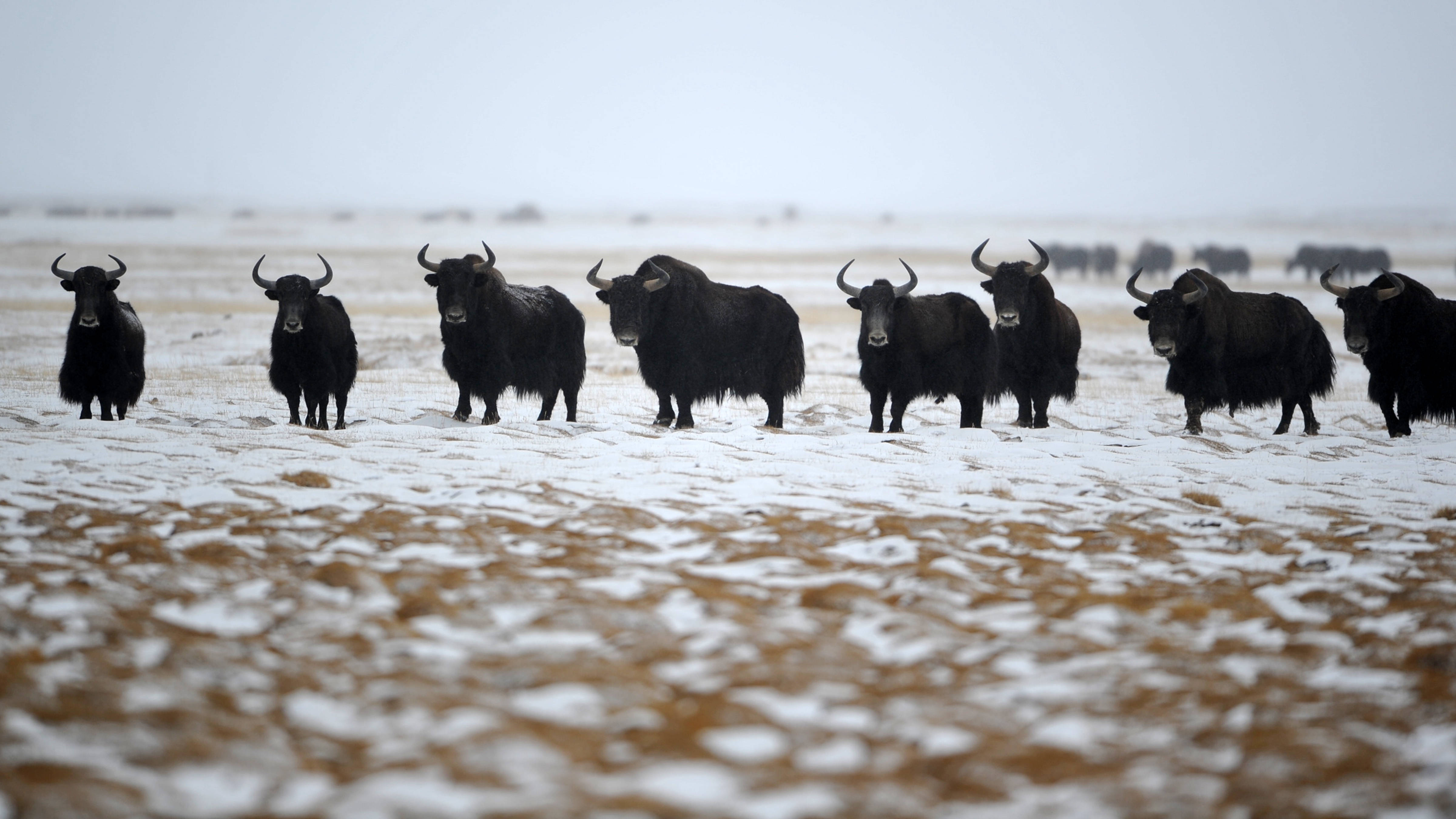 冬日哈尔腾野生动物的乐园