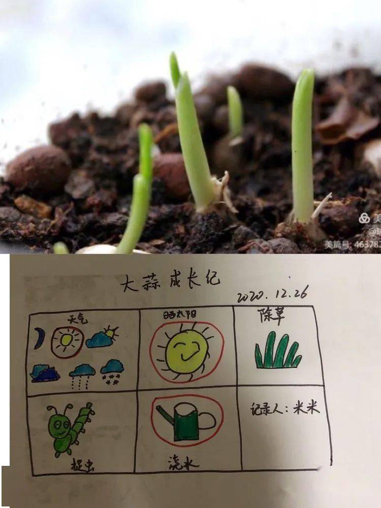 蒜苗的生长过程图解图片