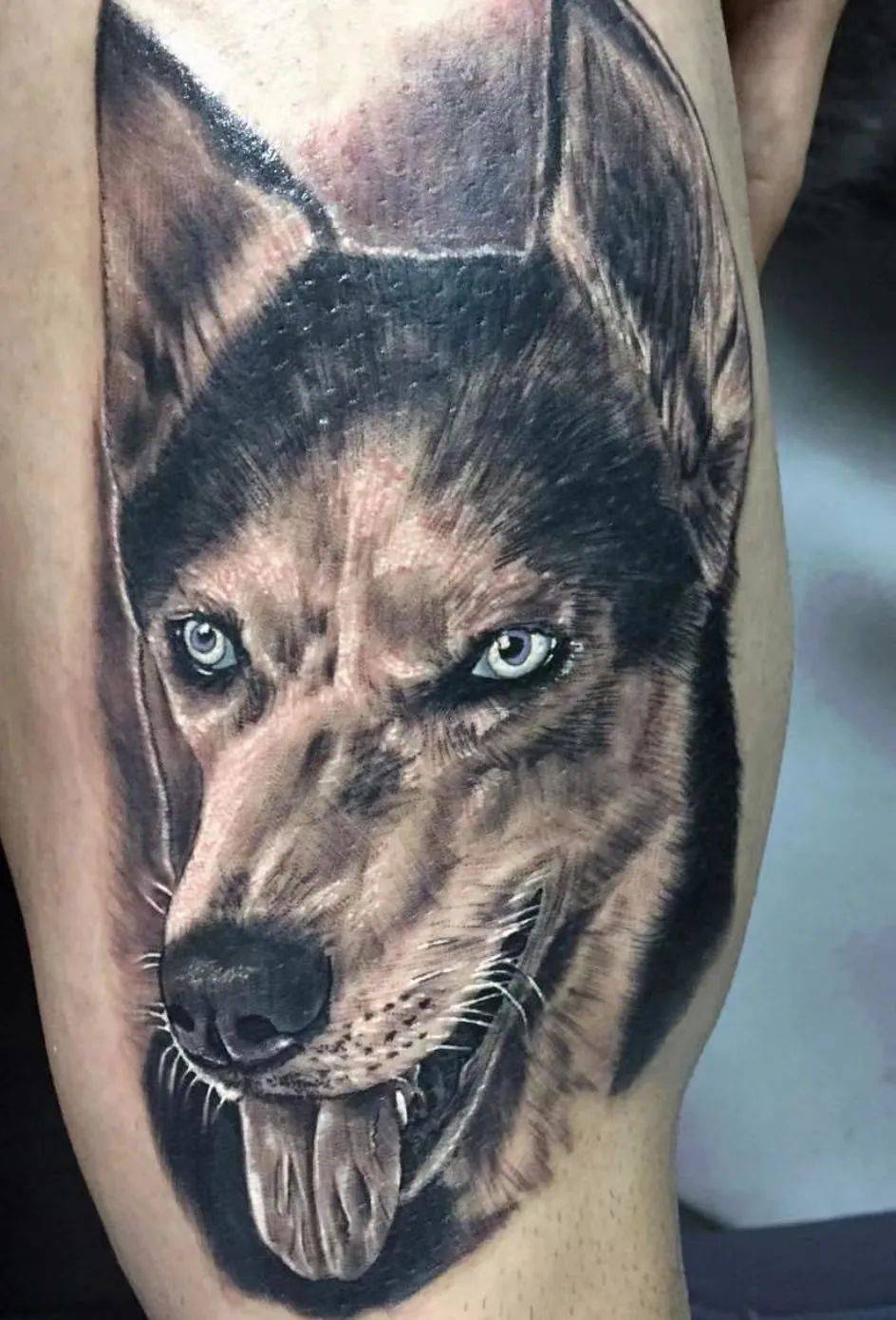 傻傻惹人爱的二哈哈士奇纹身