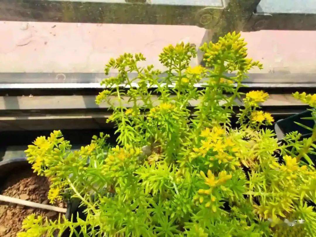 养不死的4种花,掐根枝爆出一大片,堪比生物入侵!