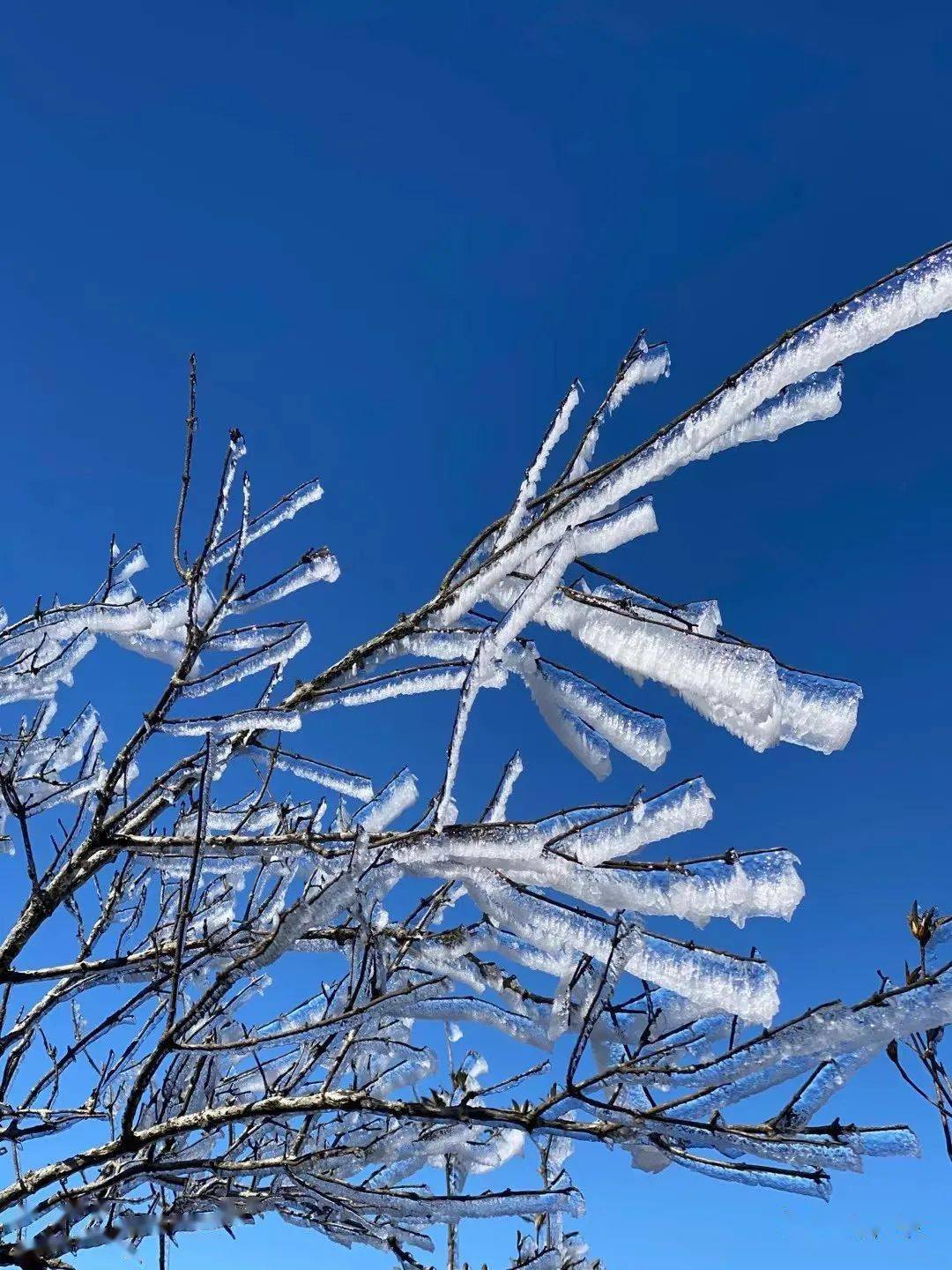 广平雪景  2021年广平第一场雪