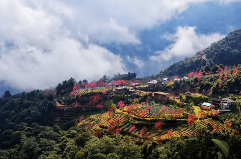 悦游樱花谷春天最早抵达的地方