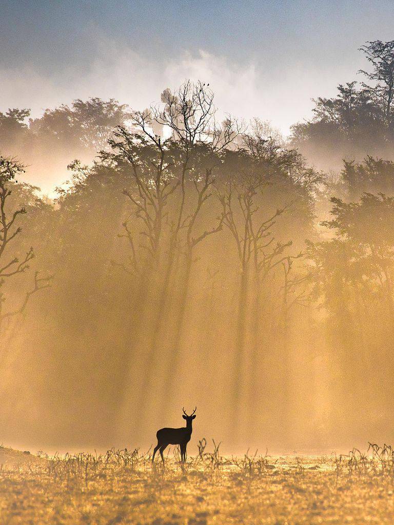 印度:鹿群漫步森林 沐浴破晓阳光怡然自得