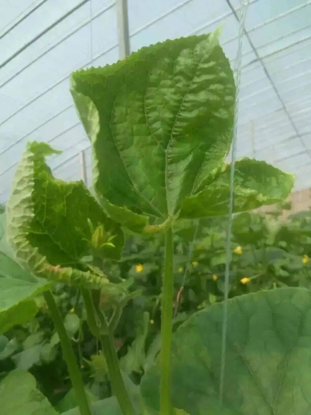 67赣南种植蔬菜黄瓜生长缺乏营养表现各异影响发育和产量救治方法有