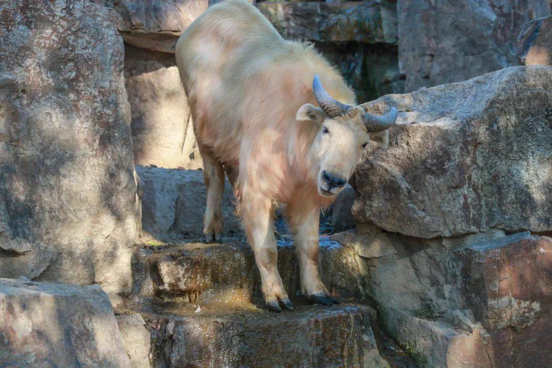 你想要寻找牛年"吉祥物"吗?快来上野吧!