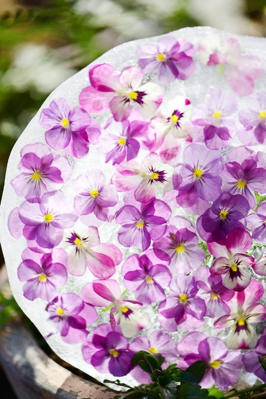 寒潮来袭,你的阳台也能开出这样的"水晶花"