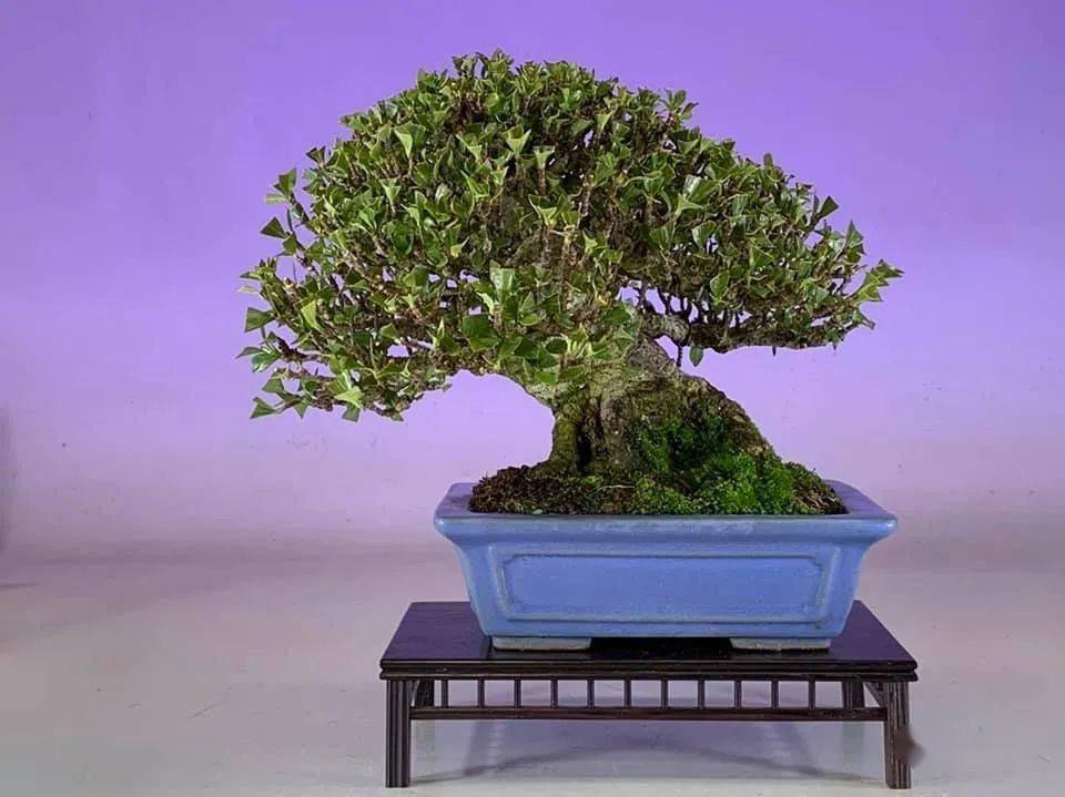 2021开年首场精致小品大展新年日本盆景展首秀第46回雅风展