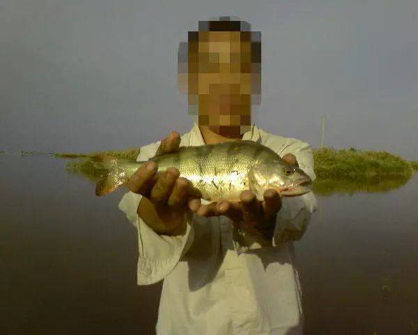 在新疆又钓五道黑此鱼3冬龄始达性成熟