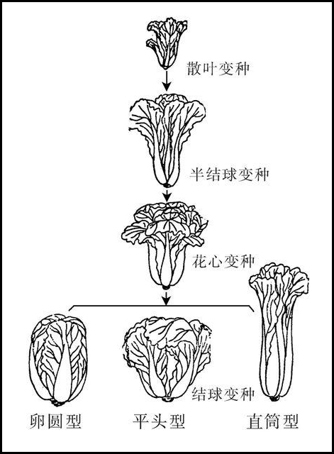 大白菜的成长过程图图片