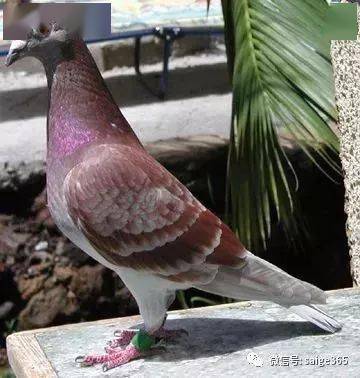 快鸽子的四个特征极准