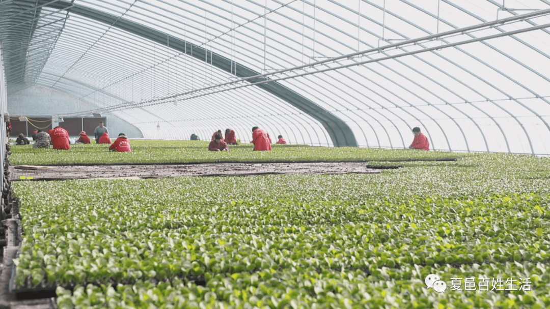 西瓜之乡忙育苗